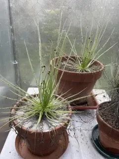 Plantes carnivores Drosera en pots de terre cuite