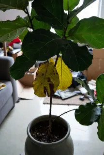 Ficus lyrata in pot - tropical indoor plant