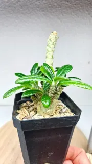 Vertical Euphorbia succulent plant in black pot