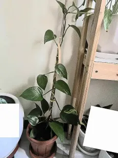 Pothos grimpant sur tuteur en pot
