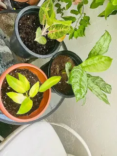 Trois plantes d'interieur en pot