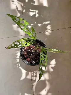 Monstera adansonii en maceta de vivero