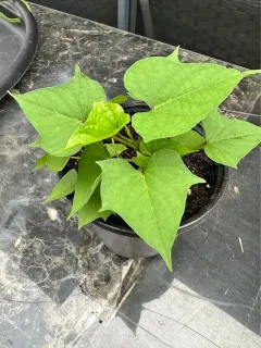 Pianta di patata dolce in vaso