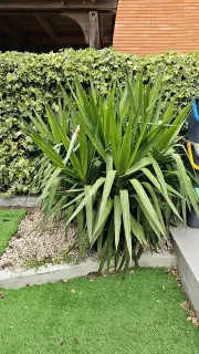 Large Yucca in garden - ornamental plant
