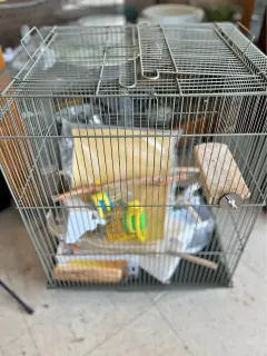 Cage pour oiseaux avec accessoires