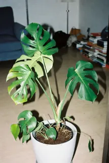 Monstera deliciosa in vaso bianco - grande