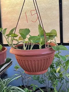 Pot suspendu plante de pothos