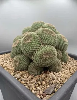 Crested monstrose cactus in pot with gravel