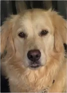 anaisalv