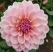 eleonorarossi