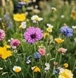 annamariamancini