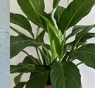 caterinamarini