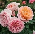 laurabruno