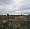 carlacosta