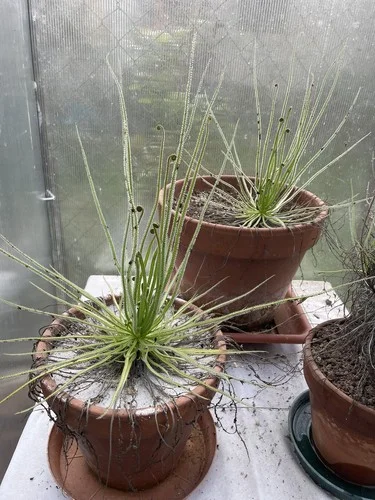 Plantes carnivores Drosera en pots de terre cuite