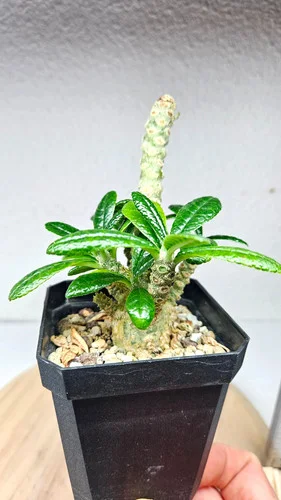 Vertical Euphorbia succulent plant in black pot