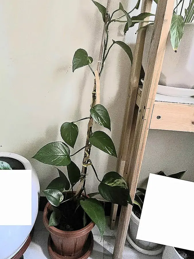 Pothos grimpant sur tuteur en pot