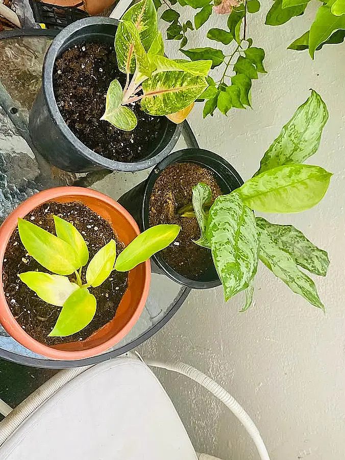 Trois plantes d'interieur en pot