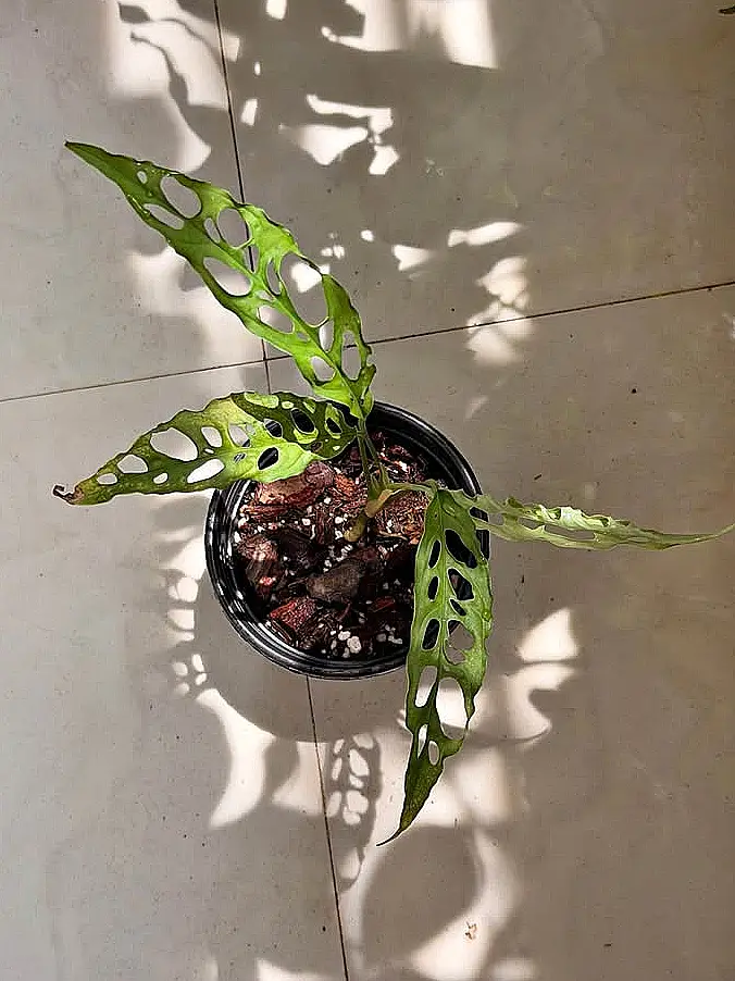 Monstera adansonii en maceta de vivero