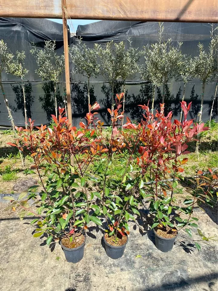 Lot 3 Photinia Red Robin in pots - for garden