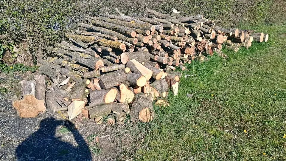 Cut firewood - abundant stack