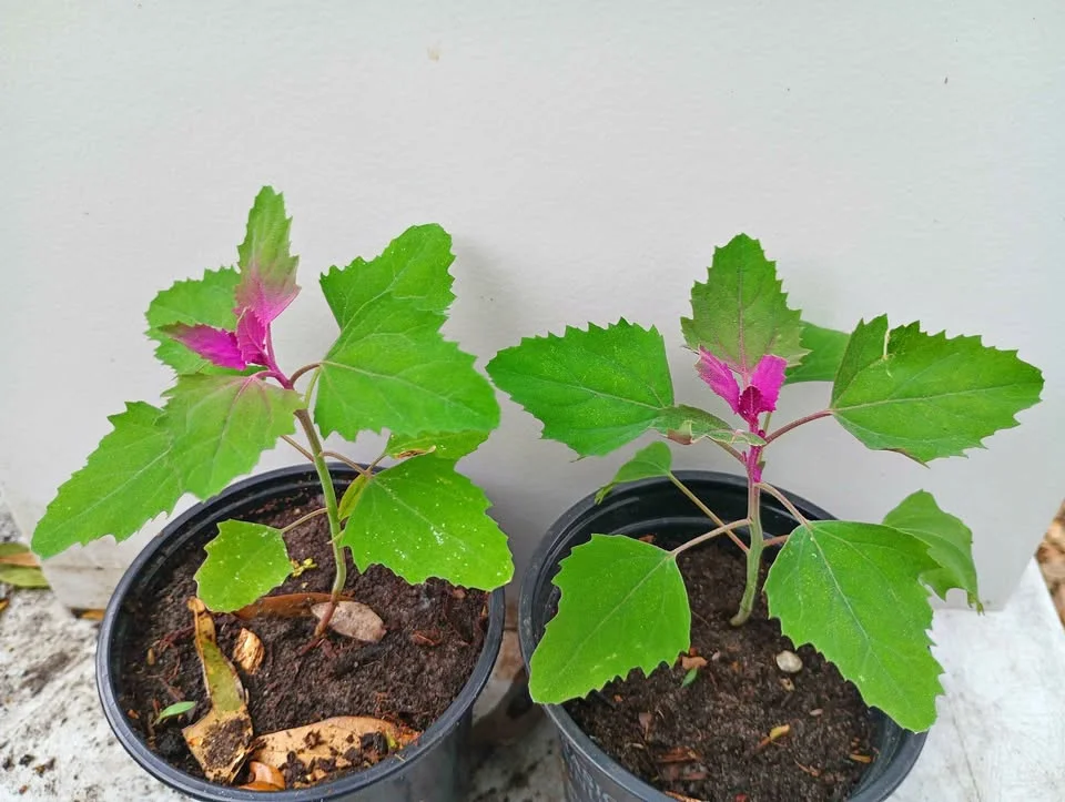 Deux plantes avec feuilles et fleurs fuchsia
