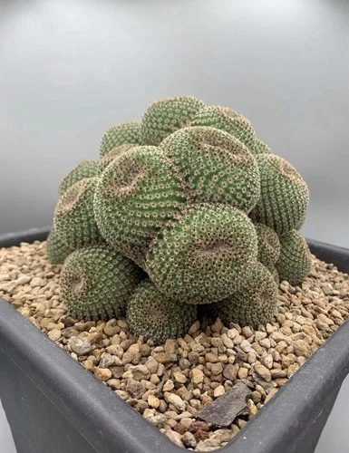 Crested monstrose cactus in pot with gravel