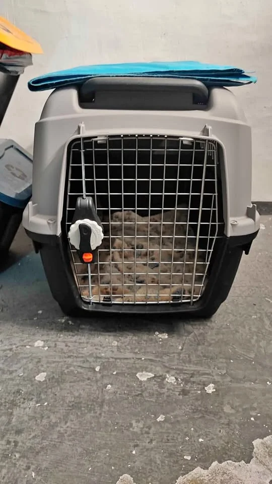 Hard carrier for dog/cat - grey/black